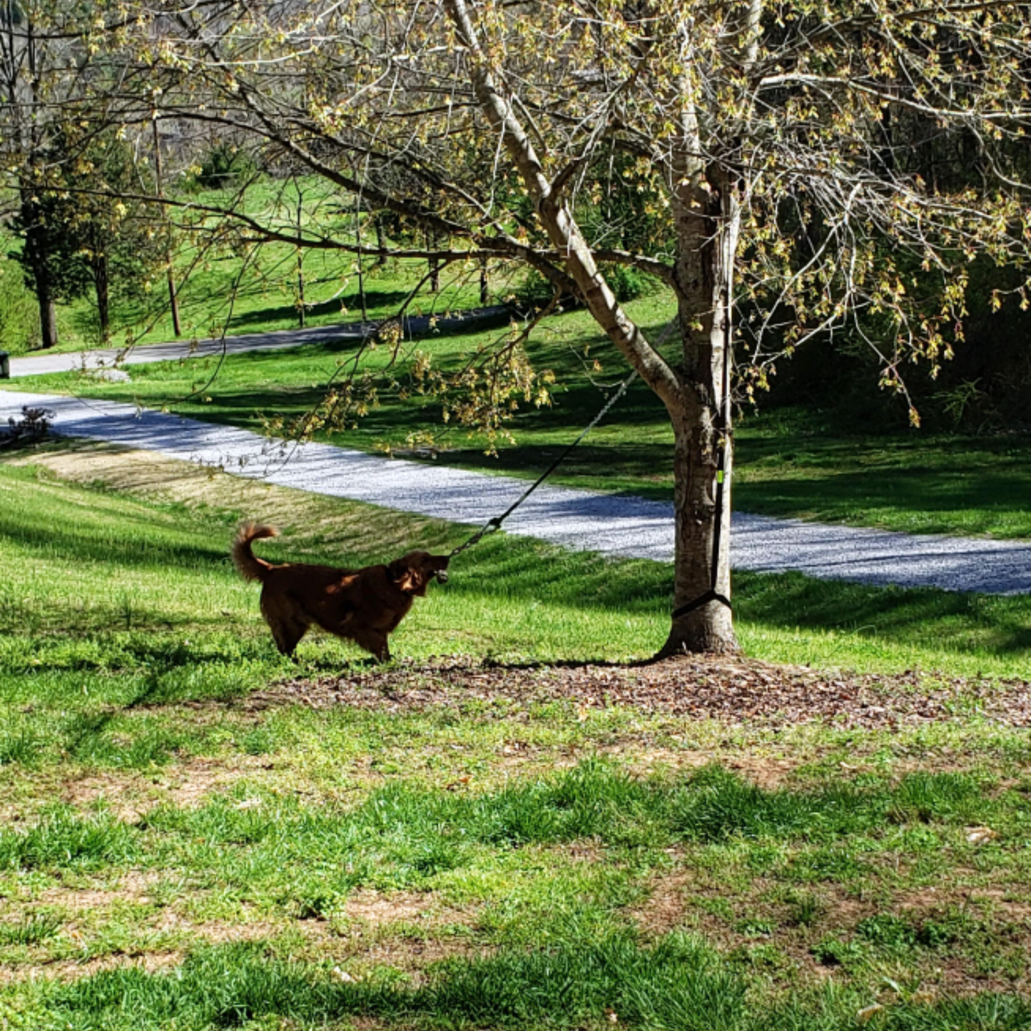 Jouet interactif pour chien : amusement garanti !