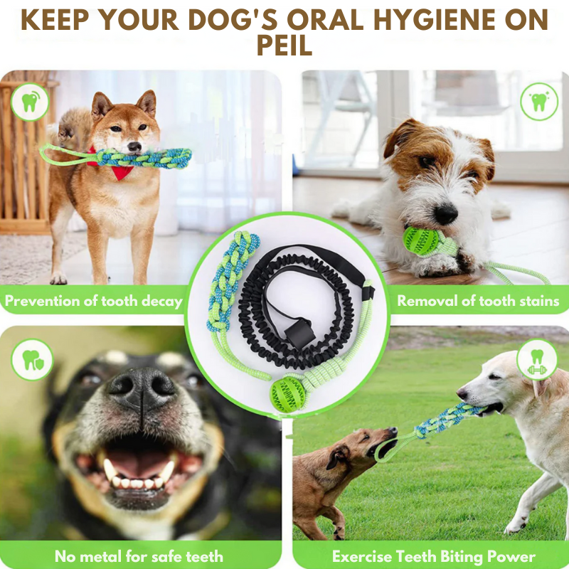 Jouet interactif pour chien : amusement garanti !