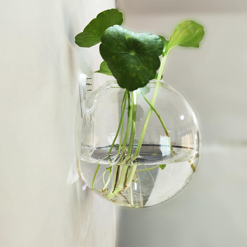 Destaca tus plantas en tus paredes, sin perforar 